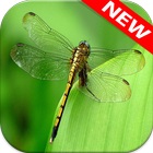 Dragonfly Wallpapers 圖標