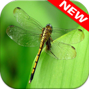 Dragonfly Wallpapers APK