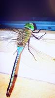 Dragonfly Wallpapers poster