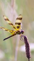 Dragonfly Wallpapers 截圖 2