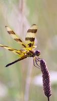 Dragonfly Wallpapers screenshot 2