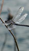 Dragonfly Wallpapers 截圖 3