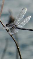 Dragonfly Wallpapers screenshot 3