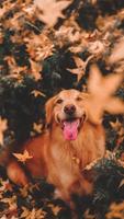 🐕 Golden Retriever Wallpapers –Cute Dog Wallpaper โปสเตอร์