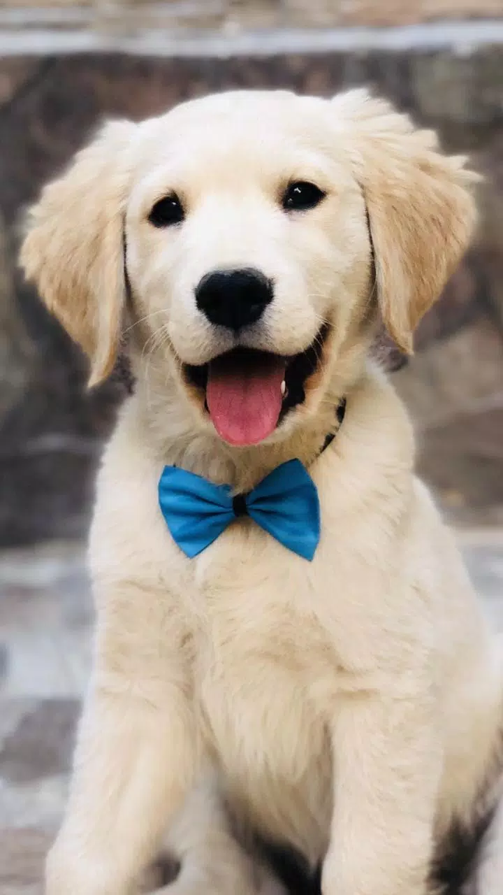 Tải xuống APK ???? Golden Retriever Wallpapers –Cute Dog Wallpaper ...