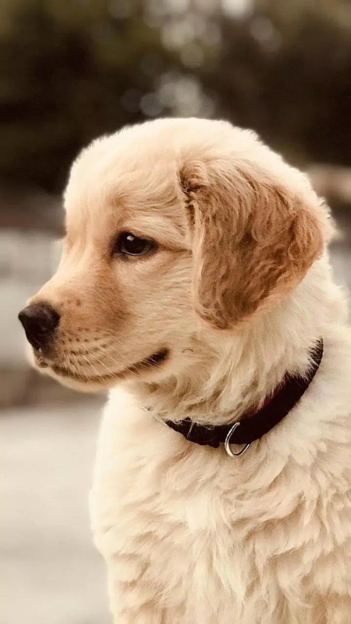 Tải xuống APK 🐕 Golden Retriever Wallpapers –Cute Dog Wallpaper cho Android Tải xuống APK 🐕 Golden Retriever Wallpapers –Cute Dog Wallpaper cho Android