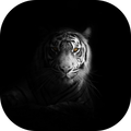 Animal Wallpaper