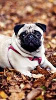 🐕 Pug Wallpapers – Cute Dog Wallpaper পোস্টার