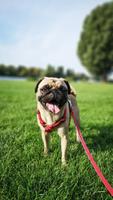 Pug Wallpapers imagem de tela 1