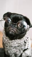 Pug Wallpapers imagem de tela 2