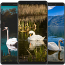 Swan Wallpaper APK