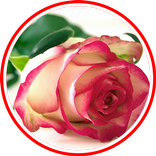 Immagini GIF di fiori