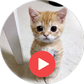 Cat Animated Stickers