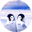 Penguenler dans 3D canlı duvar