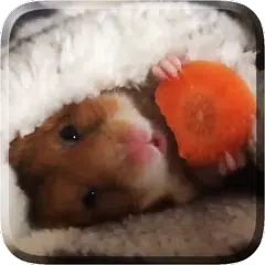 Hamster Live Wallpaper APK download