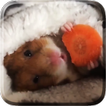 Hamsters Fond d'écran animé