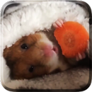 Hamsters Fond d'écran animé APK