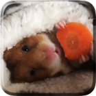 ikon Hamster Live Wallpaper