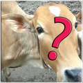 Guess Animals Sounds
