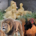 Cute Animal Sounds