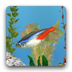 aniPet 민물고기 수족관 라이브 배경화면 (무료)