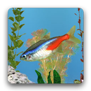 APK aniPet Freshwater Aquarium LWP