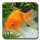APK aniPet Goldfish LiveWallpaper