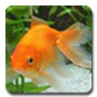 aniPet Goldfish LiveWallpaper আইকন