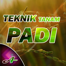 Teknik Budidaya Padi Unggulan APK