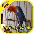 Anis Merah Gacor أيقونة