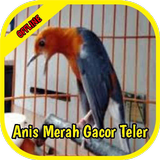 Anis Merah Gacor أيقونة