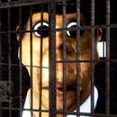Obunga The adventurer Nextbot APK