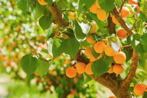 The apricot tree KR 8756 постер
