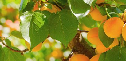 The apricot tree KR 8756 скриншот 1