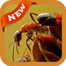 Ant Wallpaper APK