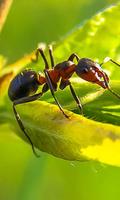 Ant Wallpaper poster