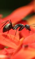 Ant Wallpaper screenshot 1