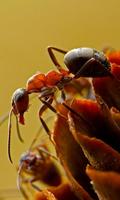 Ant Wallpaper screenshot 2