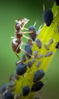 Ant Wallpaper screenshot 3