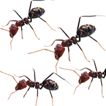 Ant Simulator - Cat Toys