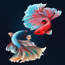 Betta Fish Wallpaper HD APK