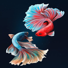 Betta Fish Wallpaper HD иконка