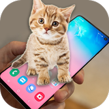 Kedi telefonda oynuyor (sanal  simgesi