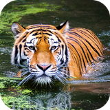 Wild Life Photo Frame आइकन