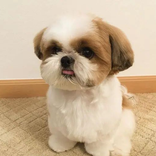 Shih Tzu Dog Wallpapers HD