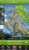 Arbres et arbustes en poche 海報