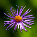 Fleurs en poche