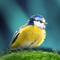 Oiseaux en poche
