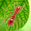 Le royaume souterrain fourmis