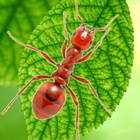 蚂蚁小小蚁国地下王国守卫-觅食 图标